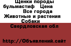Щенки породы бульмастиф › Цена ­ 25 000 - Все города Животные и растения » Собаки   . Свердловская обл.